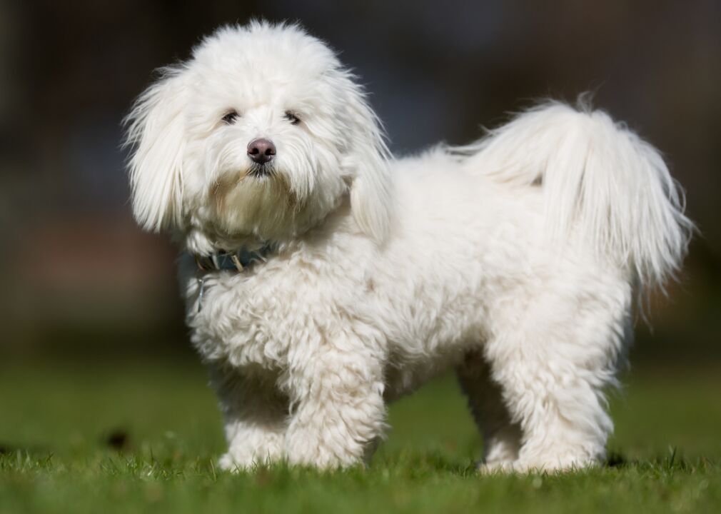 Coton de Tulear